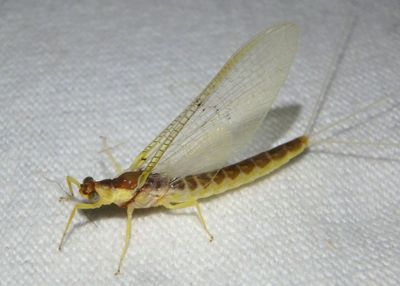 Pentagenia vittigera; Riverbed Burrower Mayfly species
