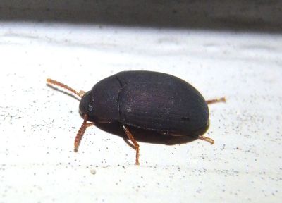 Platydema ruficorne; Darkling Beetle species