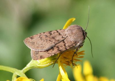 10780 - Euxoa comosa; Dart Moth species