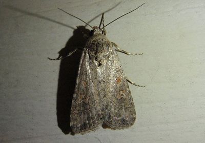 9665 - Spodoptera exigua; Beet Armyworm Moth; exotic