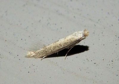 0466 - Bedellia somnulentella; Morning Glory Leaf Miner Moth; exotic