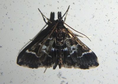 5172 - Diasemiodes janassialis; Crambid Snout Moth species