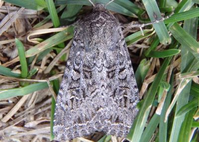 9382 - Apamea devastator; Glassy Cutworm Moth
