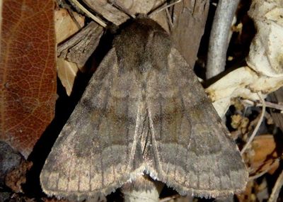 10524 - Nephelodes minians; Bronzed Cutworm Moth