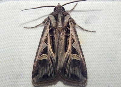 10670 - Feltia jaculifera; Dingy Cutworm Moth