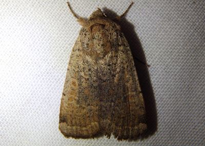11025 - Abagrotis alampeta; Dart Moth species 
