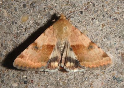 11072 - Heliothis phloxiphaga; Darker-spotted Straw Moth