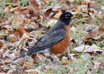 American Robin; male