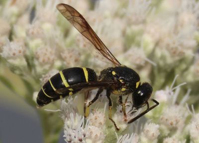 Ancistrocerus capra; Mason Wasp species 