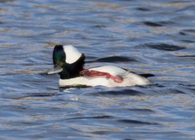 Bufflehead; male 