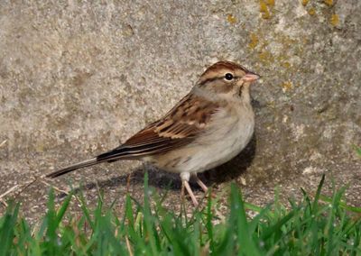 Chipping Sparrow; basic