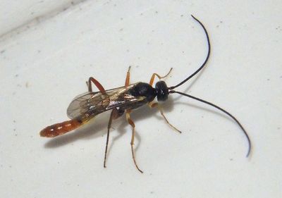 Cymodusa distincta; Ichneumon Wasp species; male