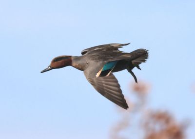 Green-winged Teal; male 