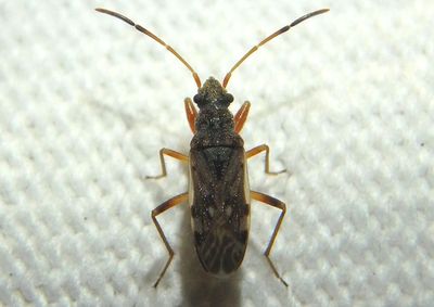 Ligyrocoris diffusus; Dirt-colored Seed Bug species