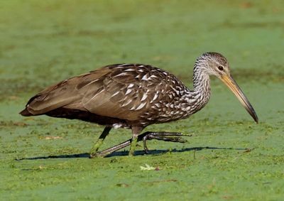 Limpkin 