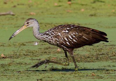 Limpkin 