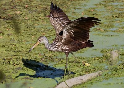 Limpkin 