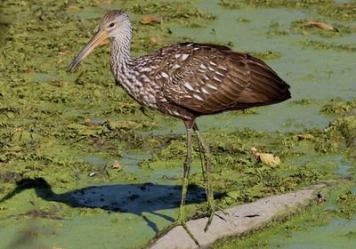 Limpkin 