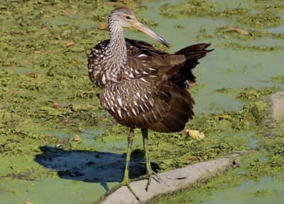 Limpkin 