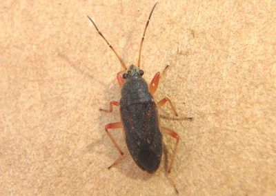 Perigenes similis; Dirt-colored Seed Bug species