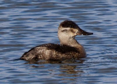 Ruddy Duck; female