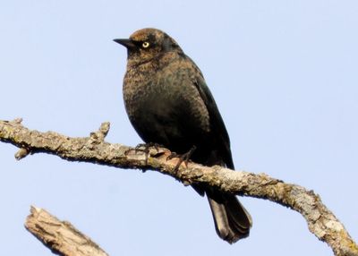 Rusty Blackbird; basic male
