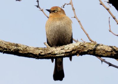 Rusty Blackbird; basic female