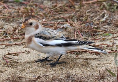 Snow Bunting; basic 