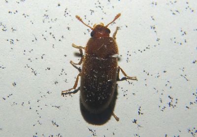 Typhaea stercorea; Hairy Fungus Beetle