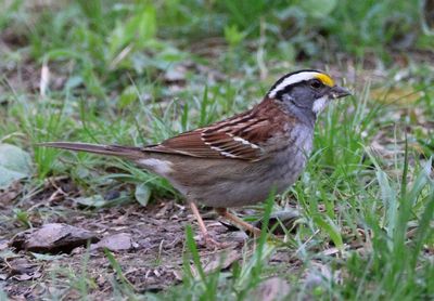 White-throated Sparrow 