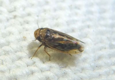 Xestocephalus fulvocapitatus; Leafhopper species