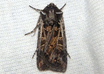 10831 - Euxoa niveilinea; Dart Moth species