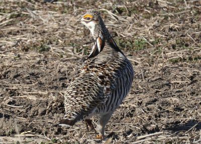 Greater Prairie-Chicken; male 