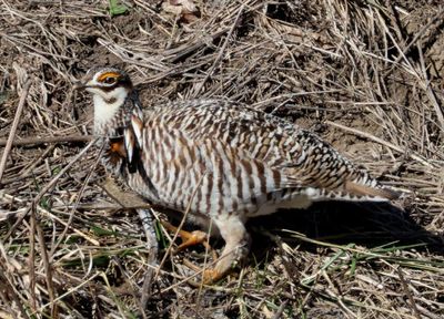 Greater Prairie-Chicken; male