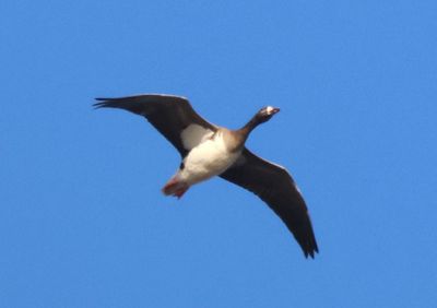 Snow X Greater White-fronted Goose hybrid 