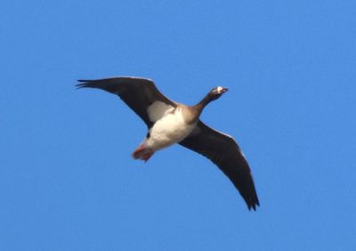 Snow X Greater White-fronted Goose hybrid