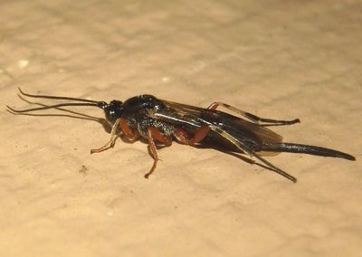 Earinus Braconid Wasp species; female