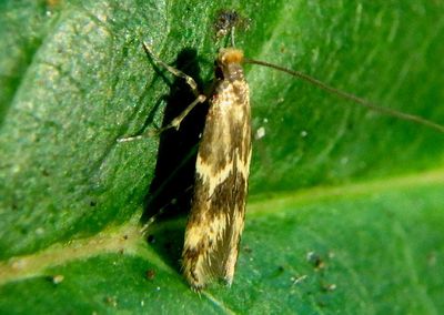 0434 - Oinophila v-flava; Yellow V Moth 