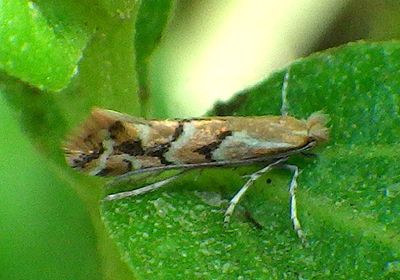 0803-0841 - Cameraria Leaf Blotch Miner Moth species