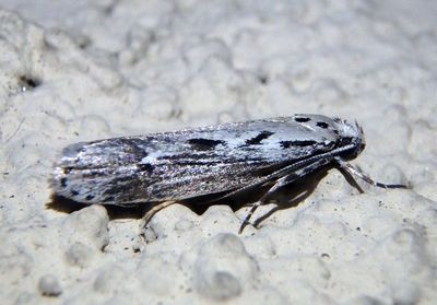 0980 - Ethmia discostrigella; Twirler Moth species