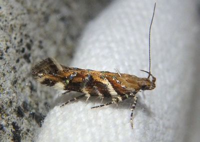 1730 - Aristotelia argentifera; Twirler Moth species