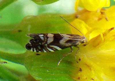 2342 - Glyphipterix californiae; Sedge Moth species