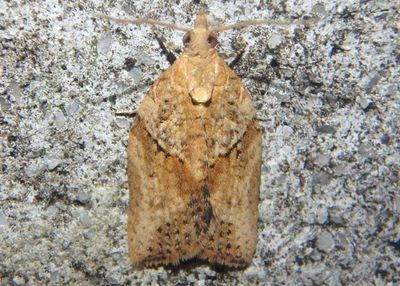 3693.1 - Epiphyas postvittana; Light Brown Apple Moth; exotic