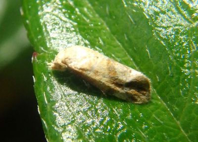 3833.1 - Platphalonidia magdalenae; Tortricid Moth species