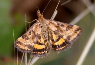 5060 - Pyrausta subsequalis; Crambid Snout Moth species 