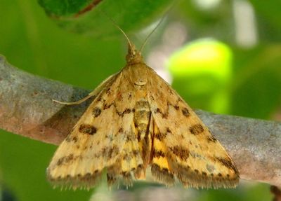 5060 - Pyrausta subsequalis; Crambid Snout Moth species