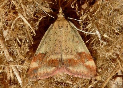 5067 - Pyrausta semirubralis; Pyralid Moth species 