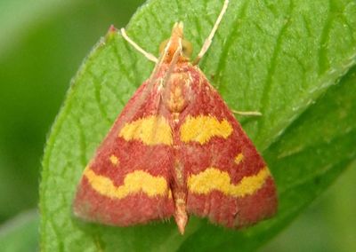 5069 - Pyrausta tyralis; Coffee-loving Pyrausta Moth