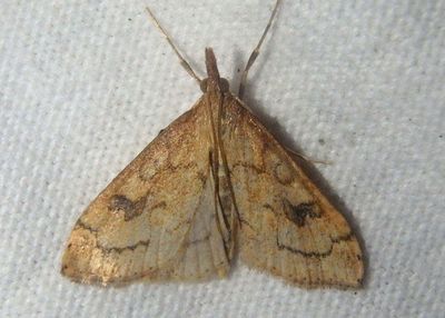 5080 - Udea profundalis; Crambid Snout Moth species