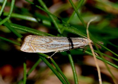 5351 - Crambus gausapalis; Crambine Snout Moth species